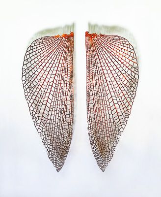 trabajos 1. Nervaduras 46.Dos alas de insecto