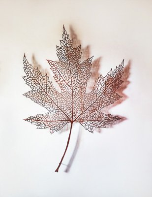 trabajos 1. Nervaduras 48.Arce japones